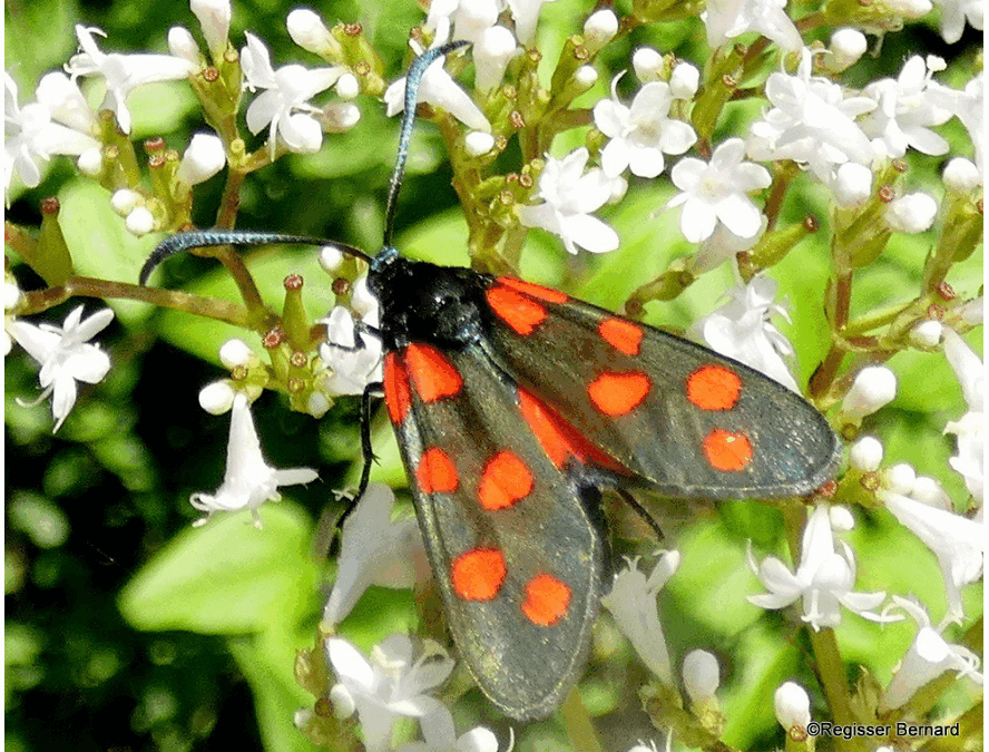 Bilan de Prospection Juin 2025 par Bernard Regisser