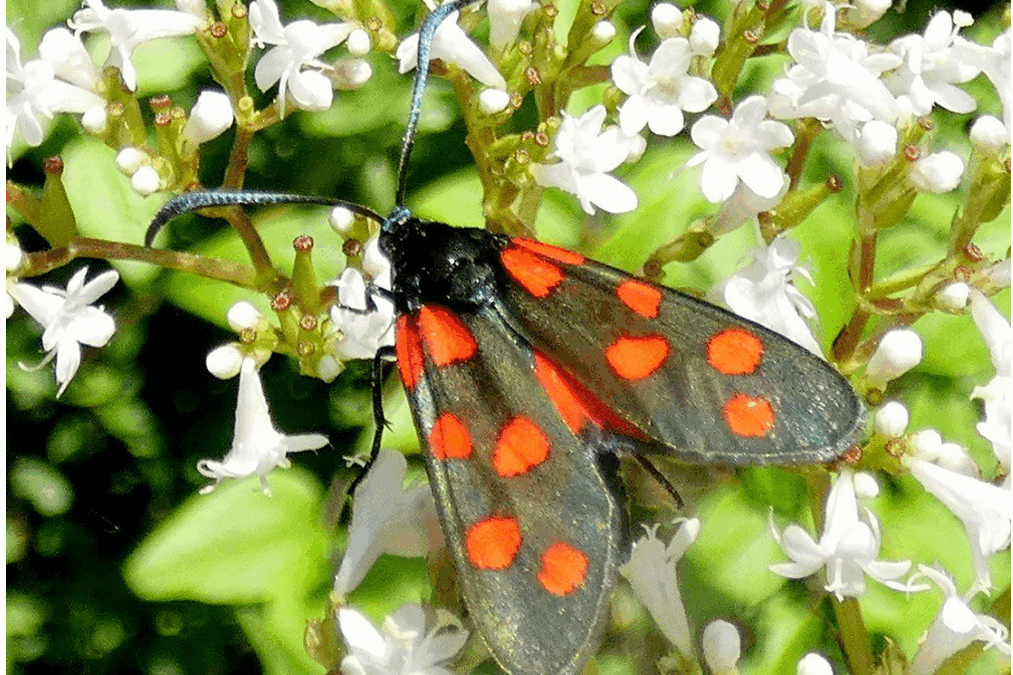 GOLF & NATUR 2025 VON BERNARD REGISSER